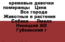 кремовые девочки померанцы › Цена ­ 30 000 - Все города Животные и растения » Собаки   . Ямало-Ненецкий АО,Губкинский г.